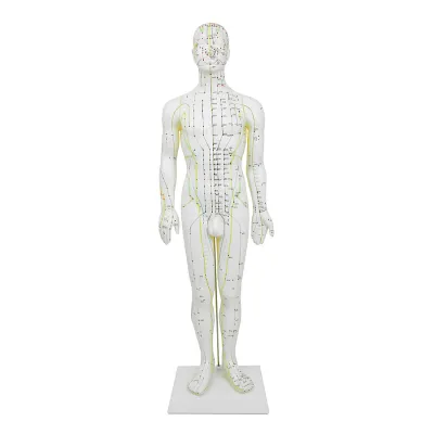 Hwato Akupunkturní model muže, 60 cm